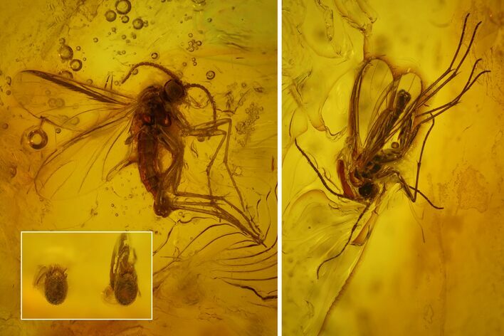 Fossil Flies (Diptera) and Mites (Acari) in Baltic Amber #163510
